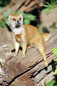 Cynictis: Yellow Mongoose - resting on log
