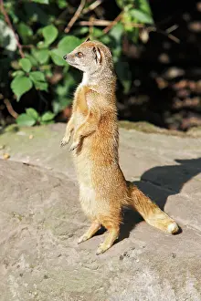 Cynictis: Yellow Mongoose - standing alert on back legs