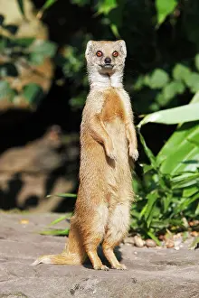 Cynictis: Yellow Mongoose - standing alert on back legs