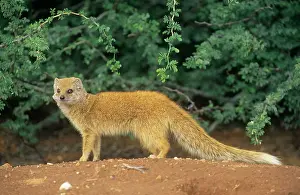 Ingrid Van Den Berg: Yellow MONGOOSE - Side view