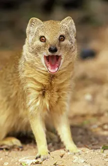 Mongooses: Yellow Mongoose - yawning