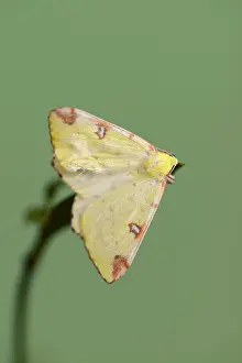 Brimstone: Yellow moth or brimstone moth (Opisthograptis luteolata)