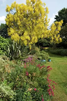 Broom: Yellow Mount Etna Broom