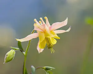 Flavescens: Yellow mountain columbine, Yellow columbine, Golden