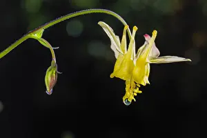 Flavescens: Yellow mountain columbine, Yellow columbine or Golden