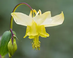 Flavescens: Yellow mountain columbine, Yellow columbine or Golden