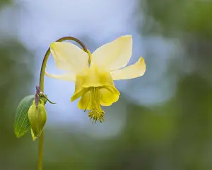 Flavescens: Yellow mountain columbine, Yellow columbine or Golden