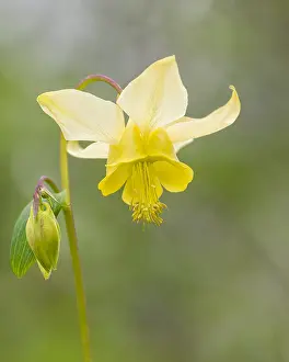 Flavescens: Yellow mountain columbine, Yellow columbine or Golden