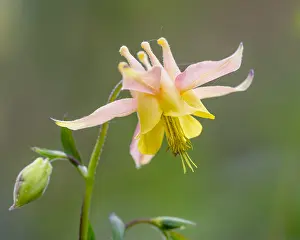 Flavescens: Yellow mountain columbine, Yellow columbine or Golden