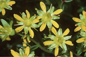 Streams: Yellow Mountain Saxifrage