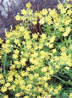 Saxifrage: YELLOW MOUNTAIN SAXIFRAGE