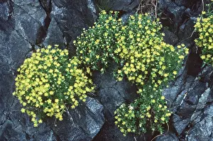 Roadside: Yellow Mountain Saxifrage - Road cutting