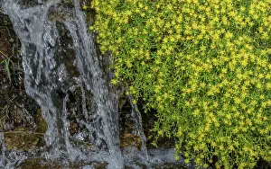 Bob Gibbons: Yellow mountain saxifrage, Saxifraga aizoides, i