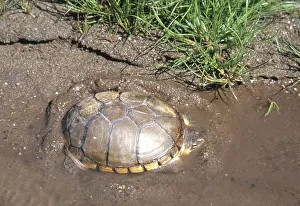 Flavescens: Yellow Mud Turtle