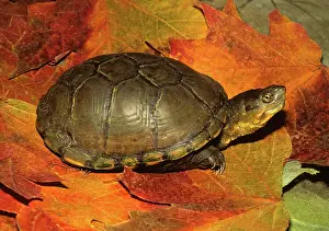 Flavescens: Yellow Mud Turtle