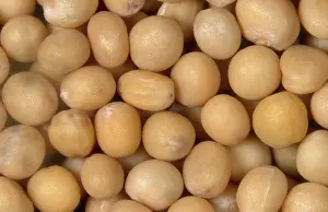 Flavoring: Yellow Mustard Seed