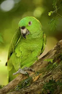 Naped: Yellow-naped Amazon Parrot