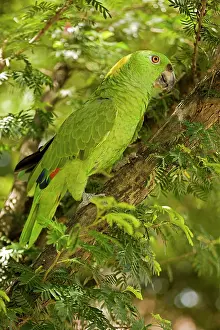 Naped: Yellow-naped Amazon Parrot