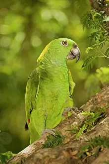 Naped: Yellow-naped Amazon Parrot
