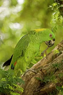 Naped: Yellow-naped Amazon Parrot