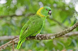 Naped: Yellow-naped Amazon Parrot