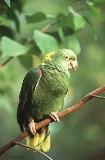 Naped: Yellow-naped Amazon Parrot