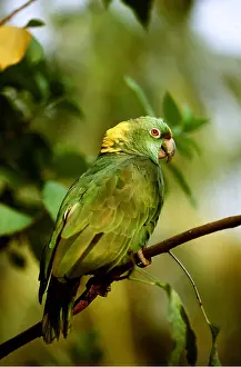 Naped: Yellow-Naped Amazon Parrot