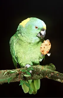 Claw: Yellow-naped Amazon Parrot - holding food in claw