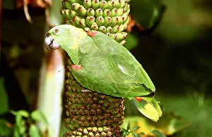 Naped: Yellow-Naped Amazon Parrot - perched on banana plant