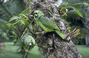 Naped: Yellow-Naped Amazon Parrots