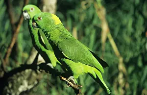 Auropalliata: Yellow-napped Amazon Parrot