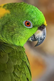 Amazona: Yellow-napped Amazon parrot portrait