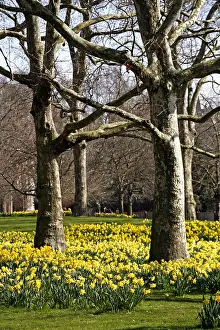 Bunches: Yellow Narcissus Daffodils blooming in spring