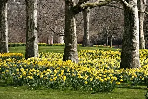 Bunches: Yellow Narcissus Daffodils blooming in spring