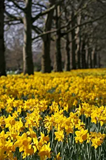Bunches: Yellow Narcissus Daffodils blooming in spring
