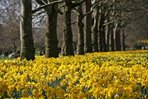 Bunches: Yellow Narcissus Daffodils blooming in spring