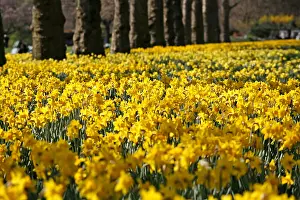 Bunches: Yellow Narcissus Daffodils blooming in spring