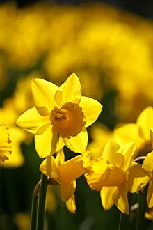 Bunches: Yellow Narcissus Daffodils blooming in spring