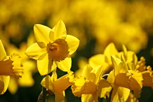 Bunches: Yellow Narcissus Daffodils blooming in spring