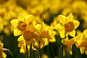 Bunches: Yellow Narcissus Daffodils blooming in spring