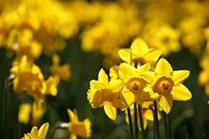 Bunches: Yellow Narcissus Daffodils blooming in spring