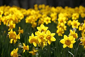 Bunches: Yellow Narcissus Daffodils blooming in spring