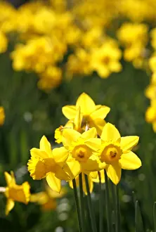 Bunches: Yellow Narcissus Daffodils blooming in spring