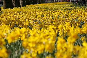 Bunches: Yellow Narcissus Daffodils blooming in spring