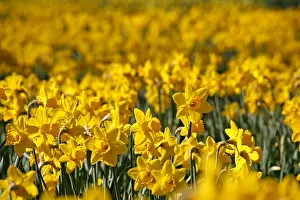 Bunches: Yellow Narcissus Daffodils blooming in spring