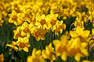 Bunches: Yellow Narcissus Daffodils blooming in spring