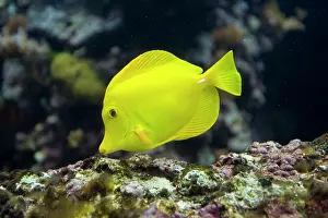 Tangs: Yellow / naughty Tang