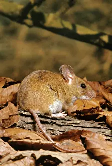 Apodemus: YELLOW-NECKED MOUSE