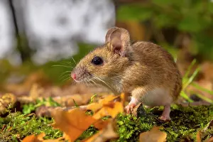 Groningen: Yellow-Necked Mouse
