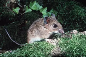 Ian Beames: YELLOW NECKED MOUSE